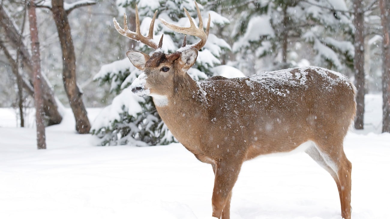 What do deer do in the best sale winter